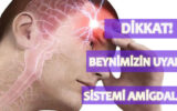 Beynimizin Uyarı Sistemi Amigdala 6 Beynimizin Uyarı Sistemi Amigdala