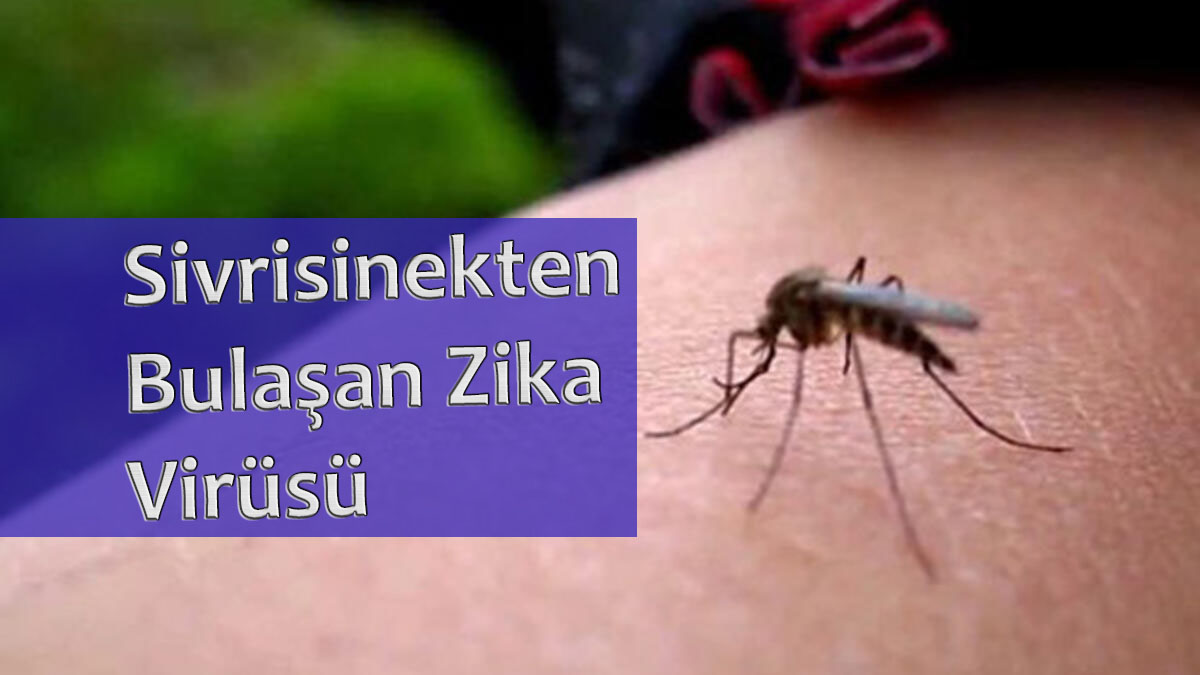 Sivrisinekten Bulaşan Zika Virüsü 3 Sivrisinekten Bulaşan Zika Virüsü