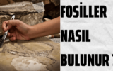 Fosiller Nasıl Bulunur 7 Fosiller Nasıl Bulunur